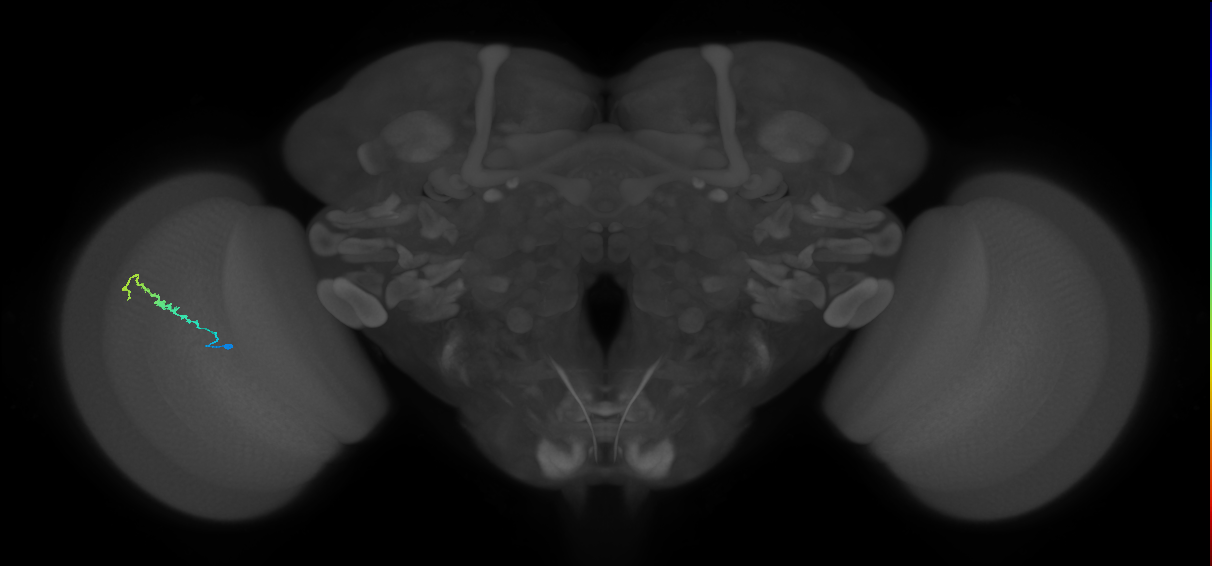 Dm3b_L (MaleCNS:536380)