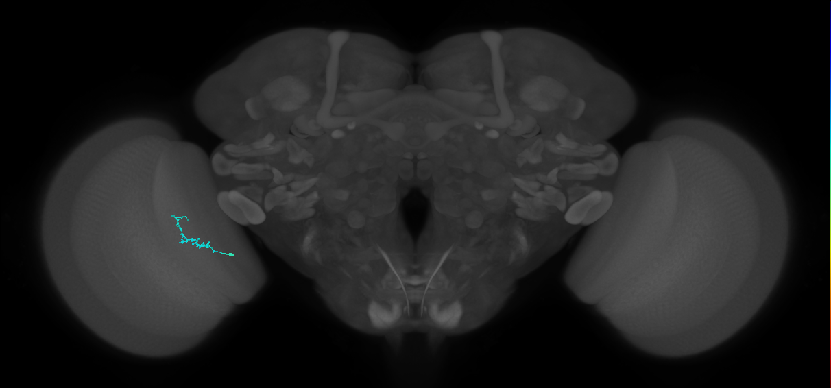 Dm3b_L (MaleCNS:146694)