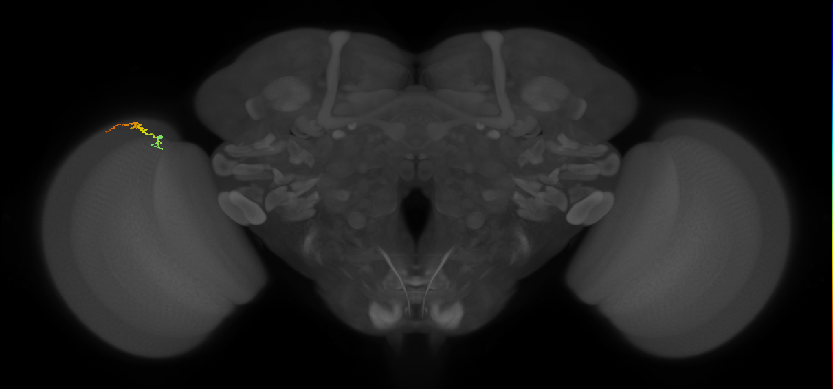 Dm3b_L (MaleCNS:214572)