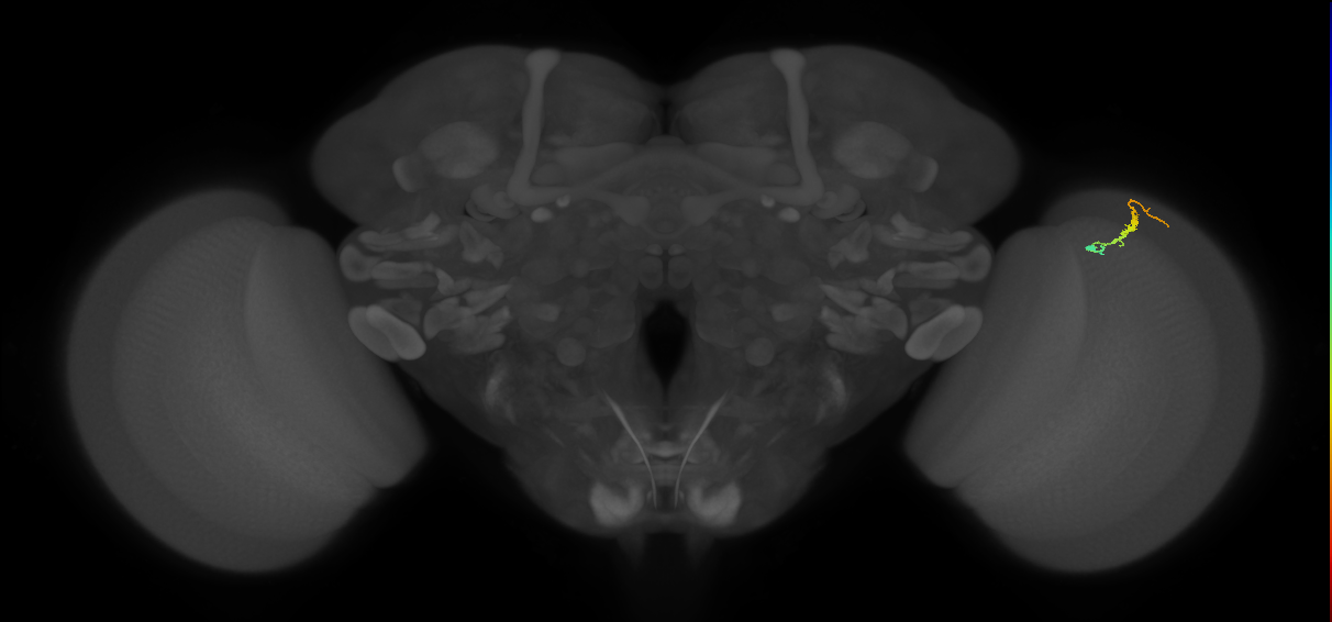 Dm3b_R (MaleCNS:152402)