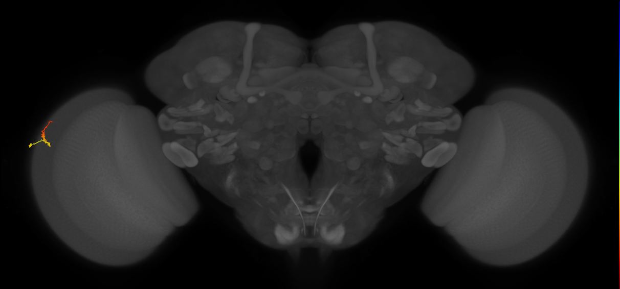 Dm3b_L (MaleCNS:152703)
