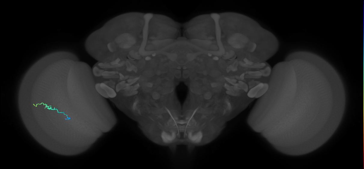 Dm3b_L (MaleCNS:580455)