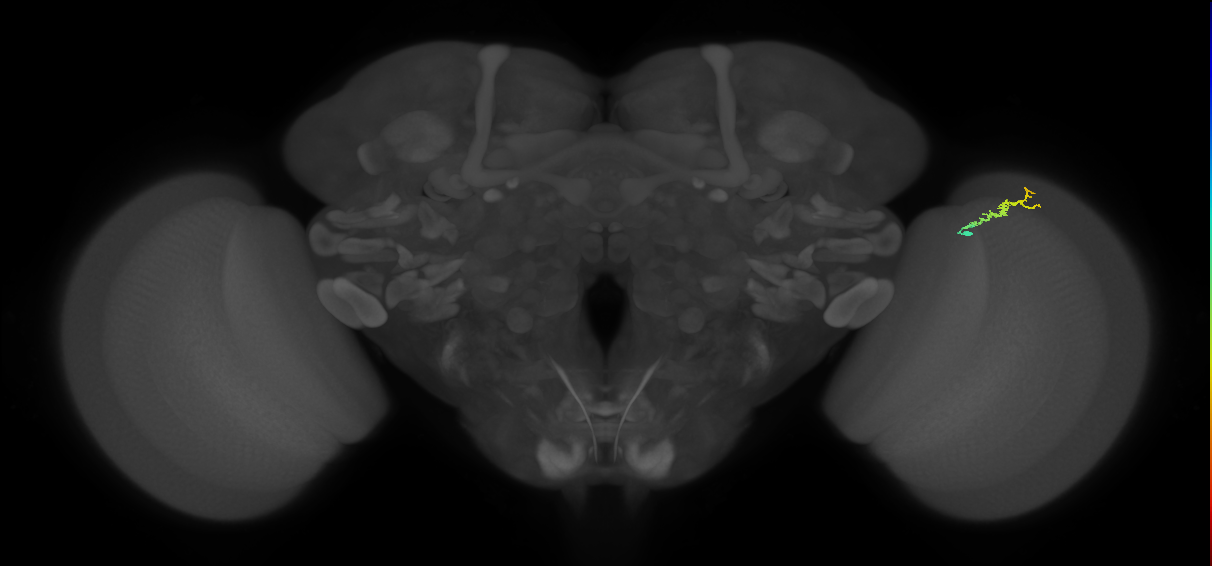 Dm3b_R (MaleCNS:148679)