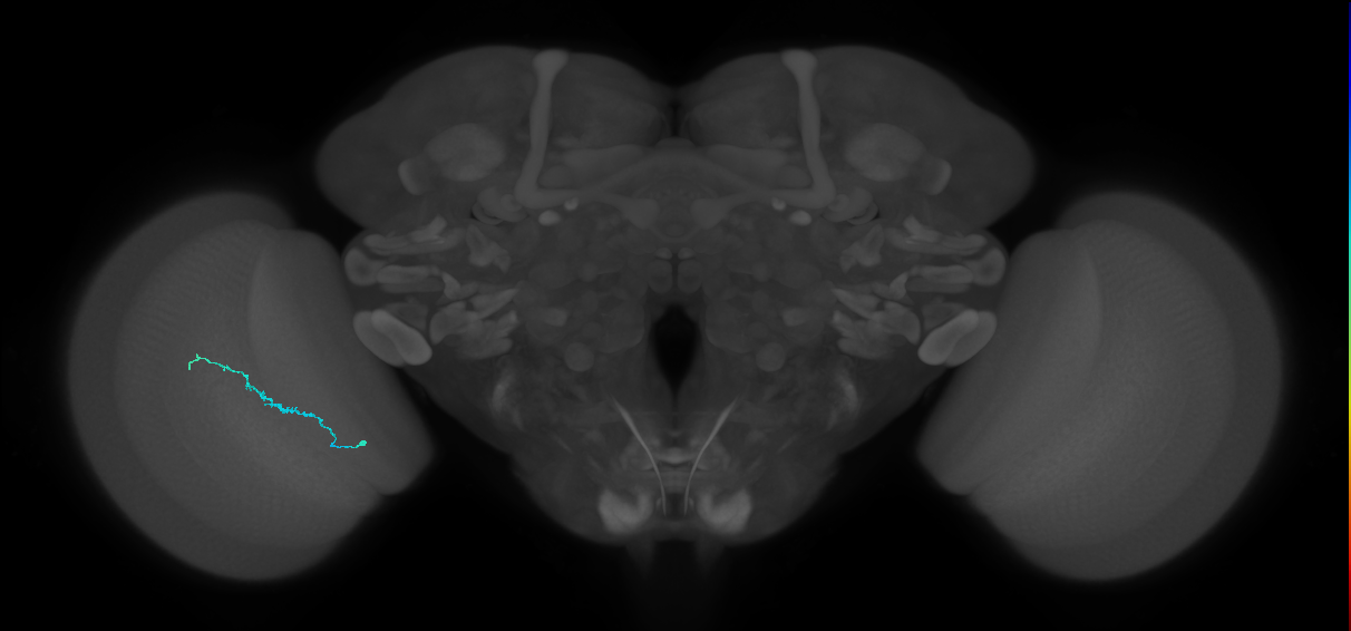 Dm3b_L (MaleCNS:581196)