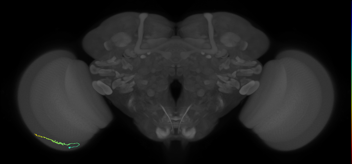Dm3b_L (MaleCNS:531614)