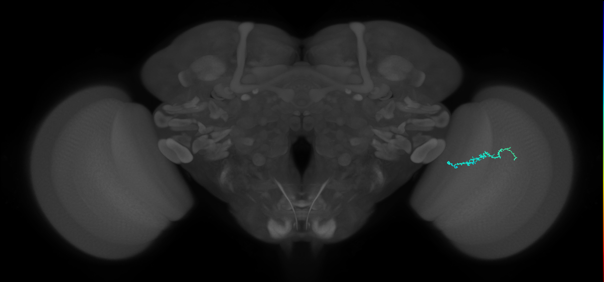 Dm3b_R (MaleCNS:128617)