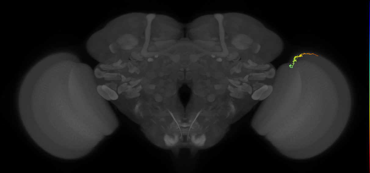 Dm3b_R (MaleCNS:145305)