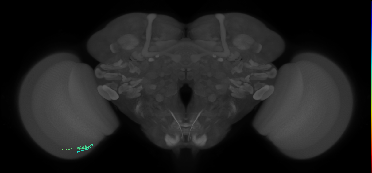 Dm3b_L (MaleCNS:538989)