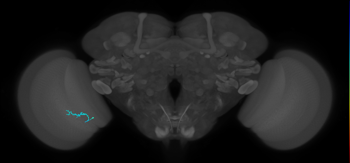 Dm3b_L (MaleCNS:550270)