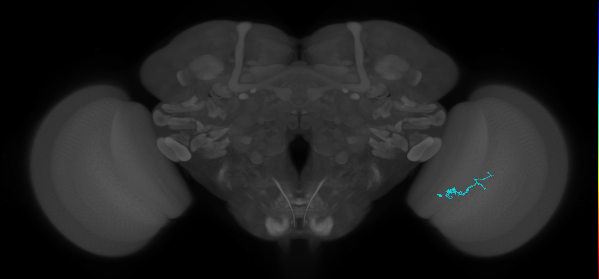 Dm3b_R (MaleCNS:150067)