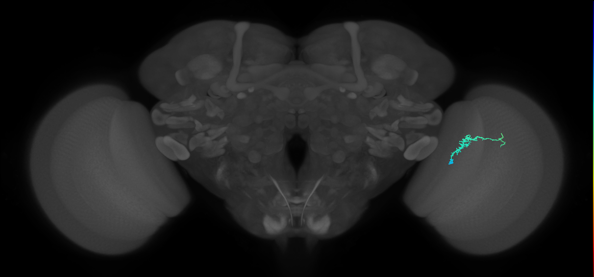 Dm3b_R (MaleCNS:115979)