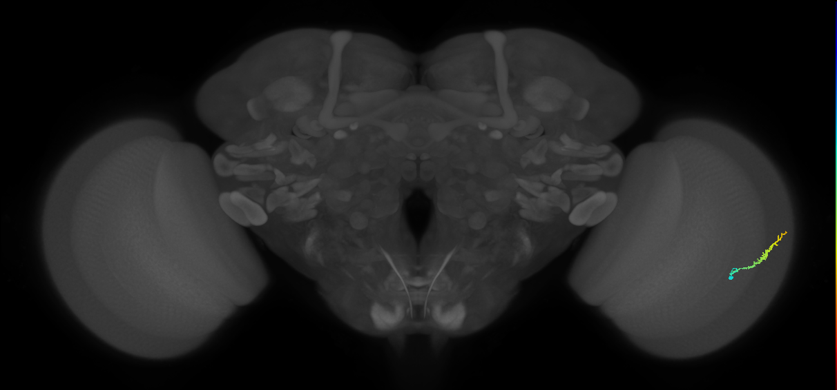 Dm3b_R (MaleCNS:125357)