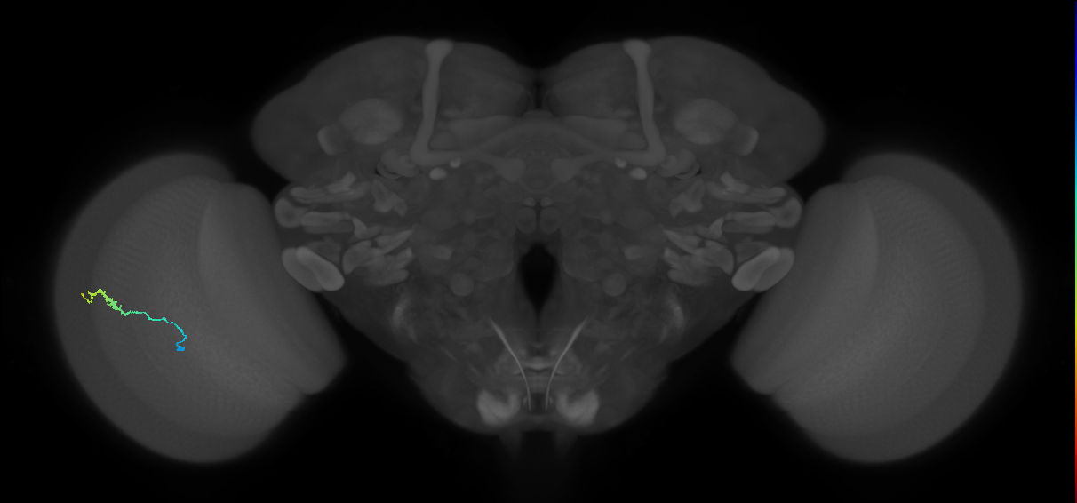 Dm3b_L (MaleCNS:570455)