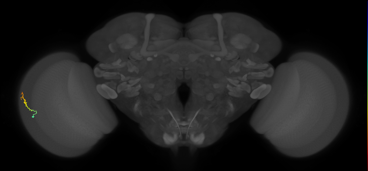 Dm3b_L (MaleCNS:138211)