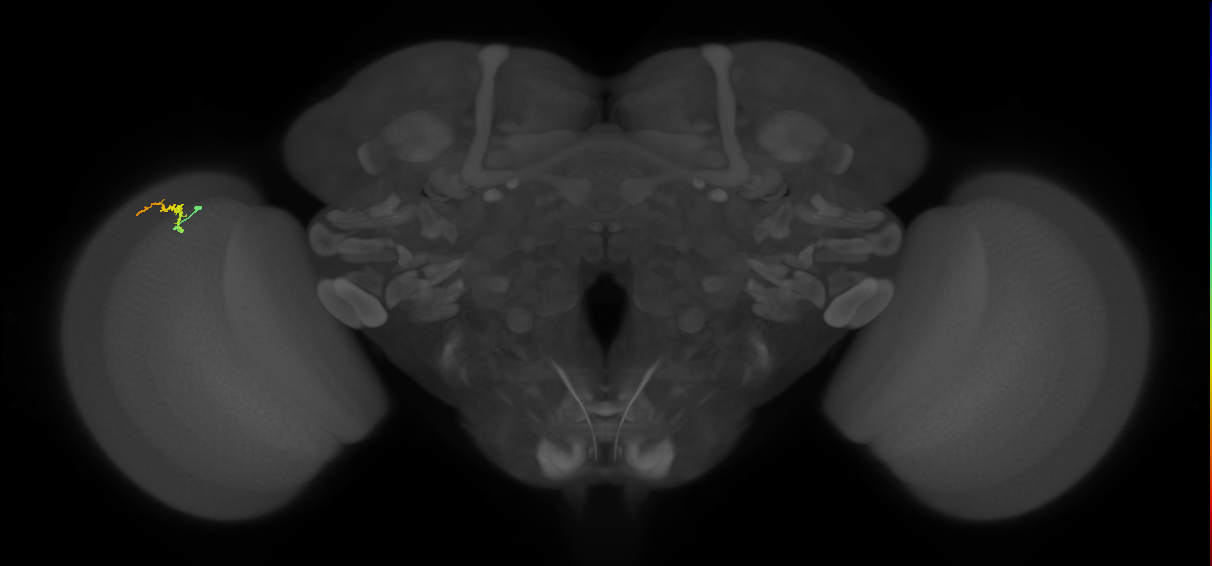 Dm3b_L (MaleCNS:552910)
