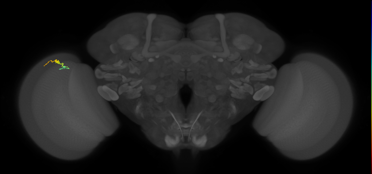 Dm3b_L (MaleCNS:213293)