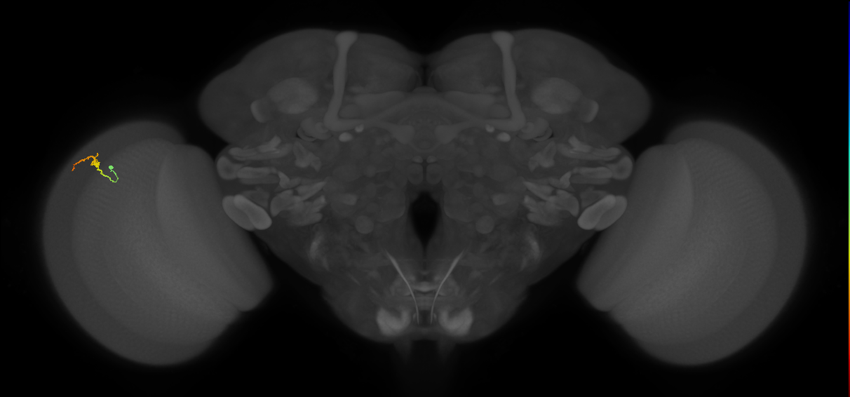 Dm3b_L (MaleCNS:219676)