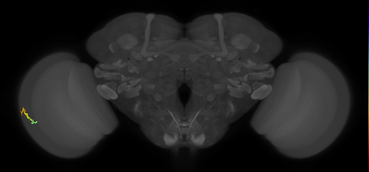 Dm3b_L (MaleCNS:525236)