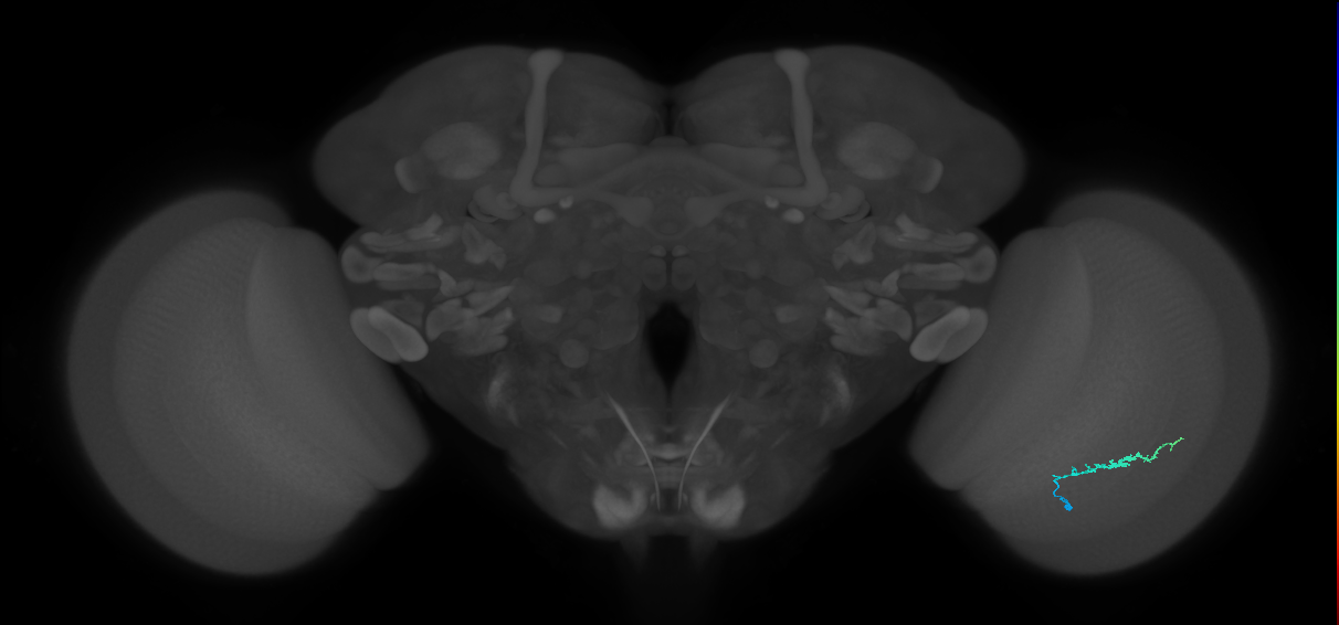 Dm3b_R (MaleCNS:134637)