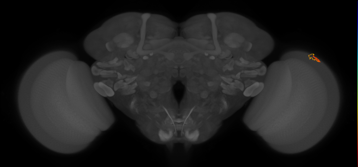 Dm3b_R (MaleCNS:152167)