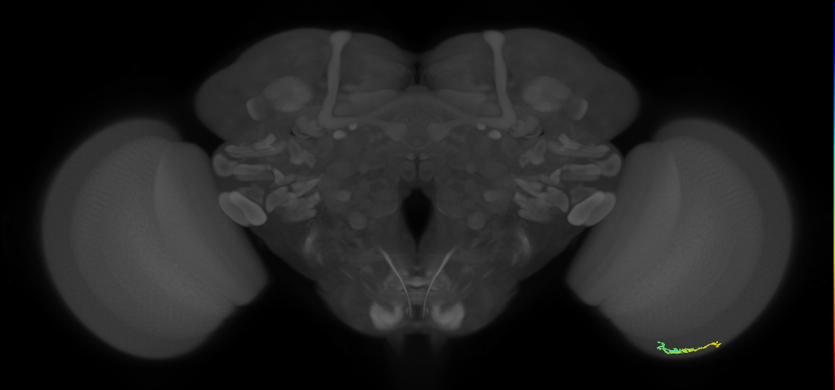 Dm3b_R (MaleCNS:129833)