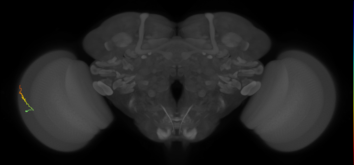Dm3b_L (MaleCNS:514348)