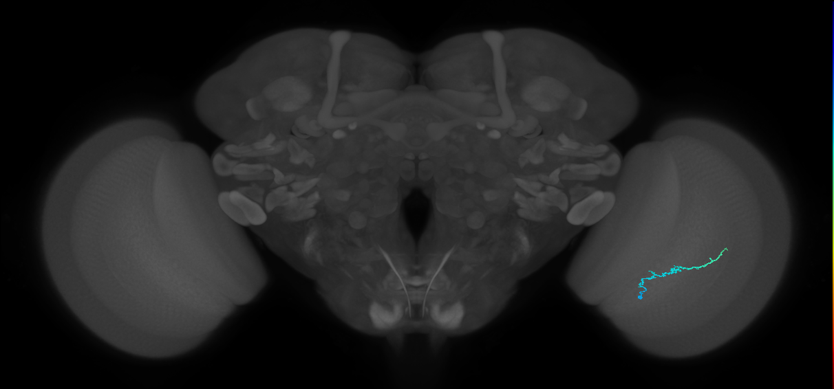 Dm3b_R (MaleCNS:148657)