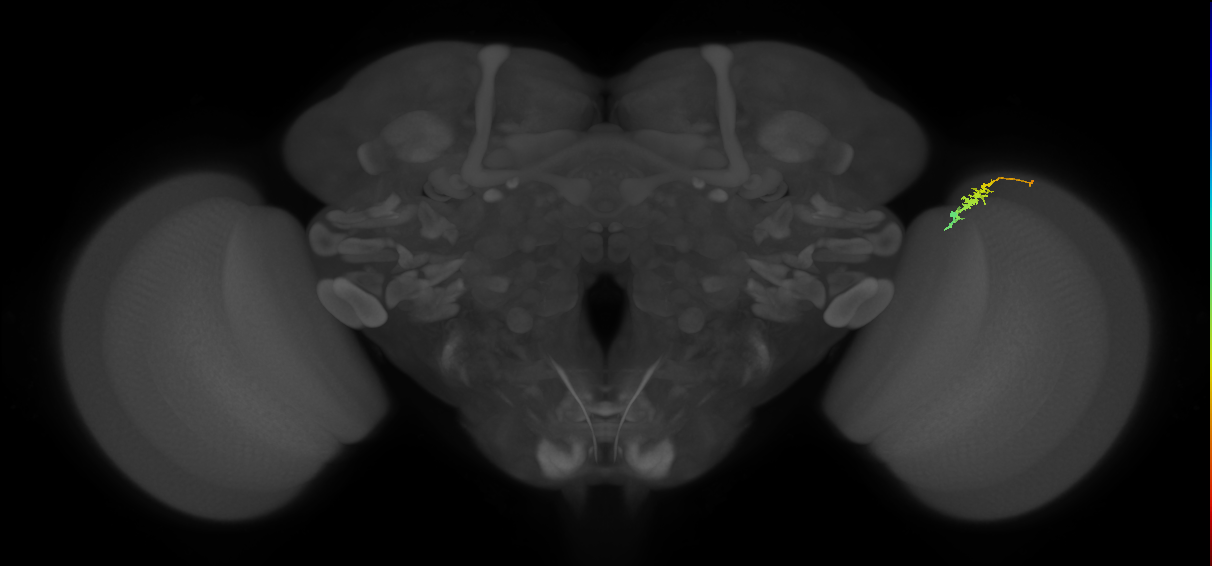 Dm3b_R (MaleCNS:132115)