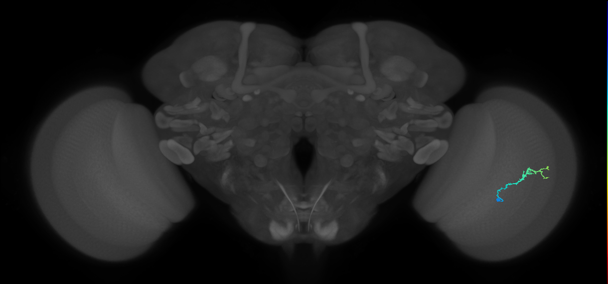 Dm3b_R (MaleCNS:116669)
