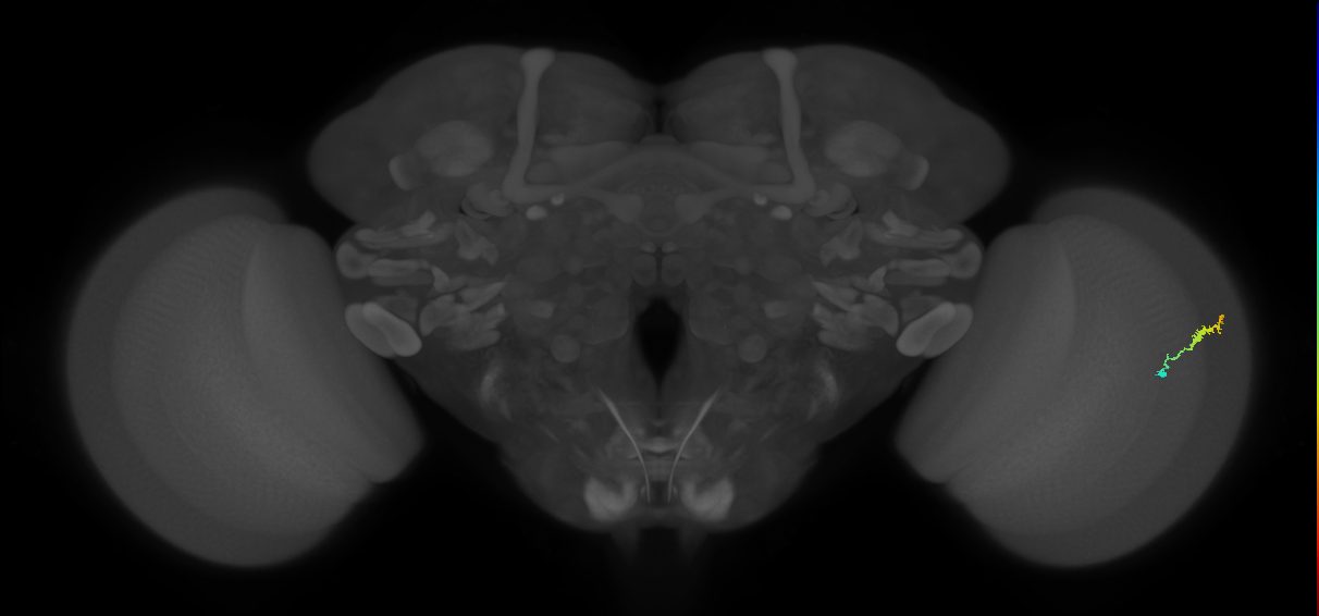 Dm3b_R (MaleCNS:142717)