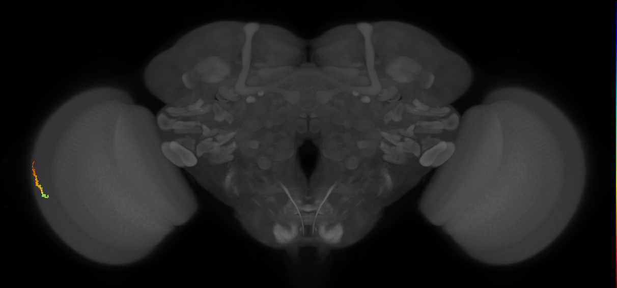 Dm3b_L (MaleCNS:575330)