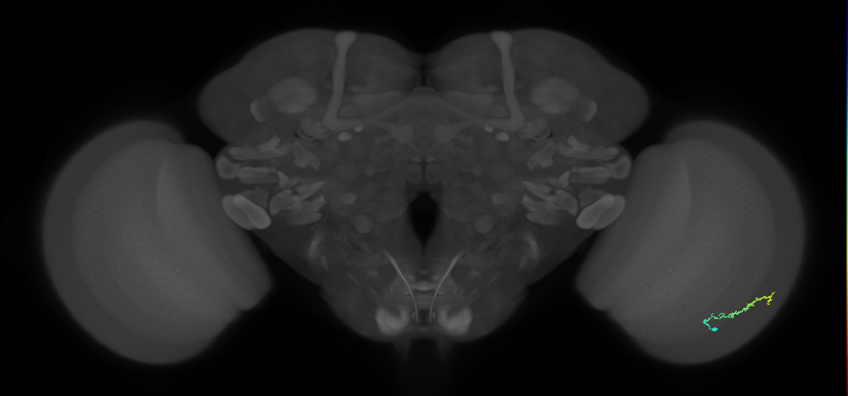 Dm3b_R (MaleCNS:106371)