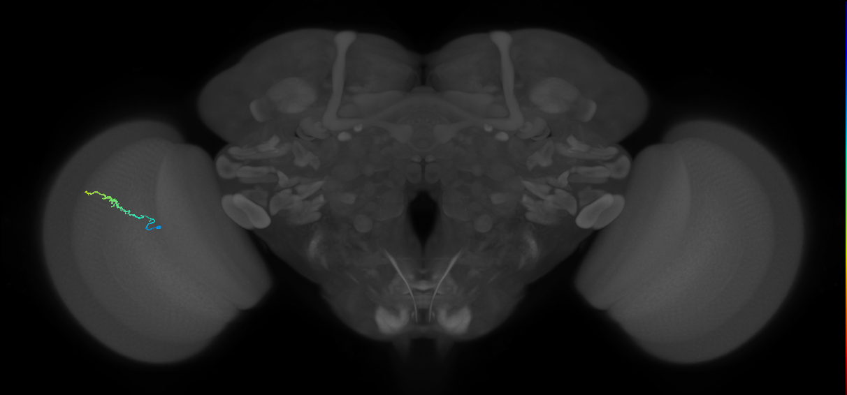 Dm3b_L (MaleCNS:117385)
