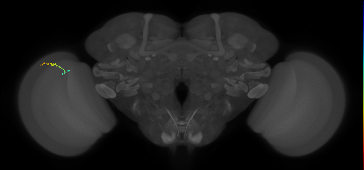 Dm3b_L (MaleCNS:103192)