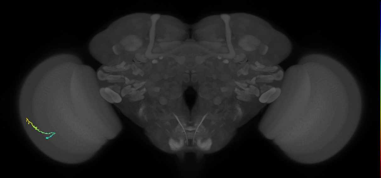 Dm3b_L (MaleCNS:157636)