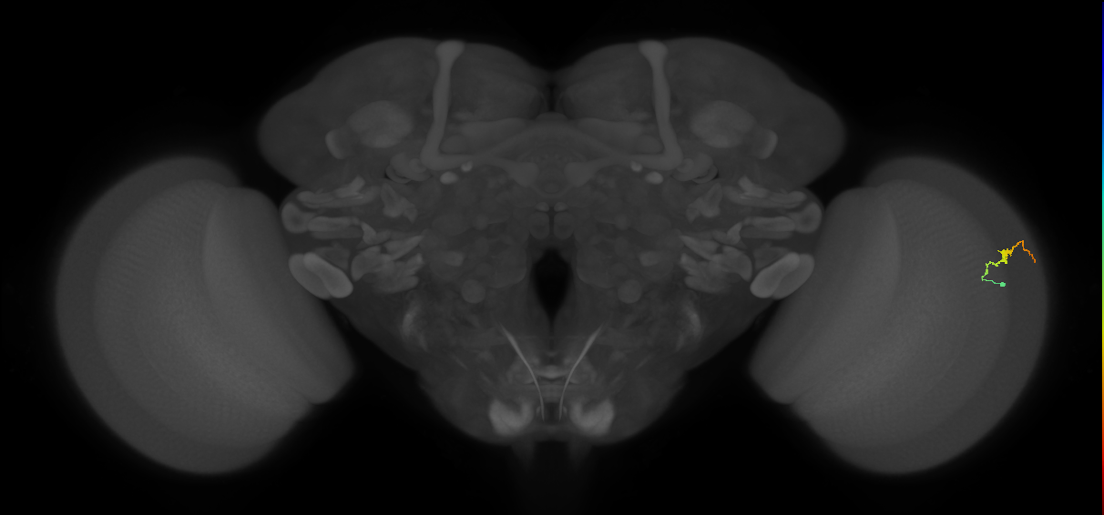 Dm3b_R (MaleCNS:147726)