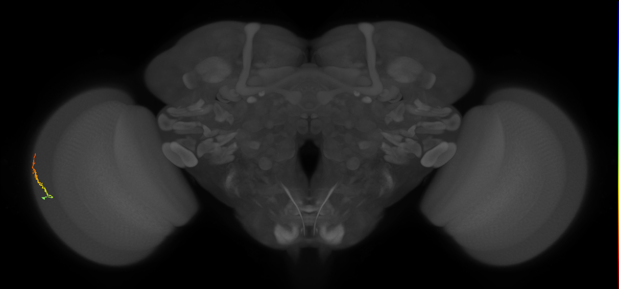 Dm3b_L (MaleCNS:210626)