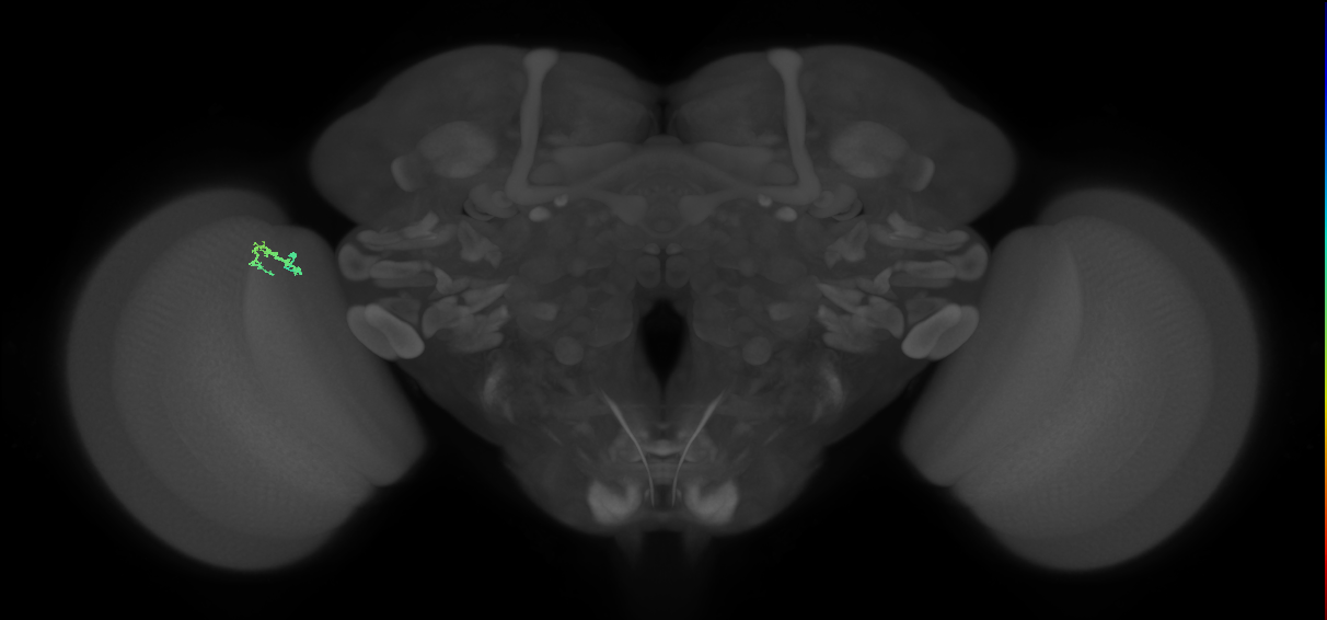Dm3b_L (MaleCNS:161228)