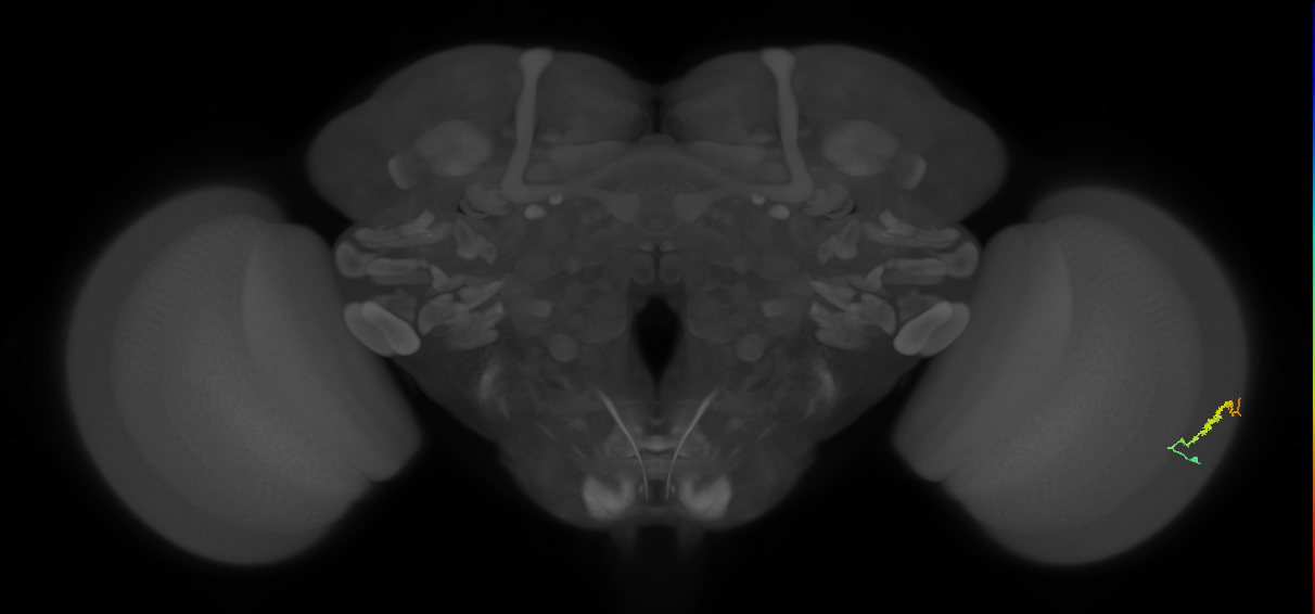 Dm3b_R (MaleCNS:118273)