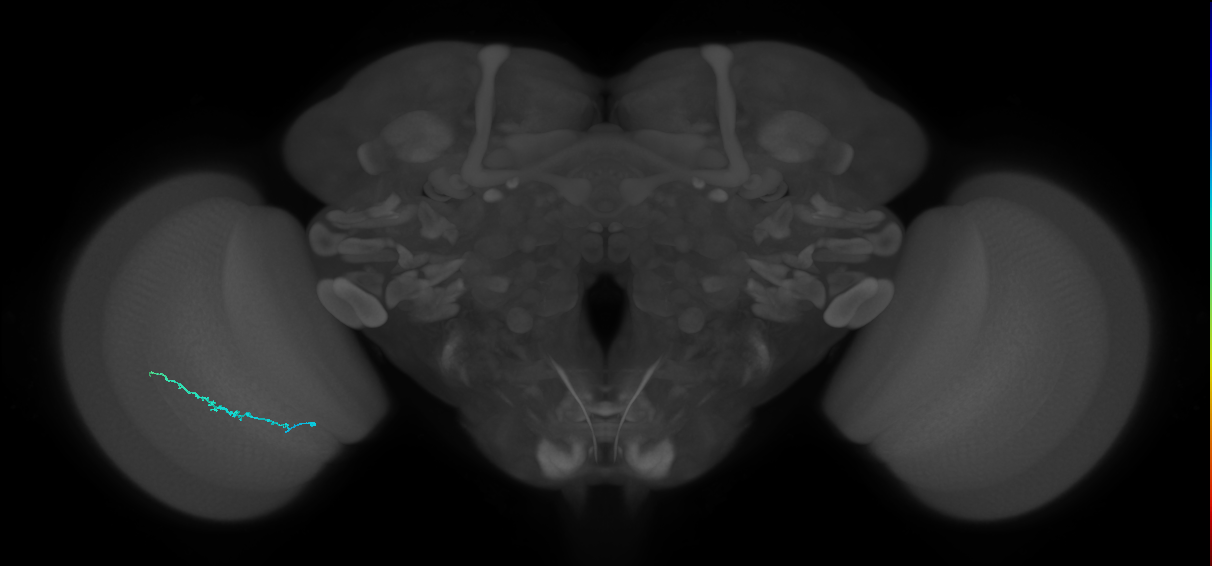 Dm3b_L (MaleCNS:151400)