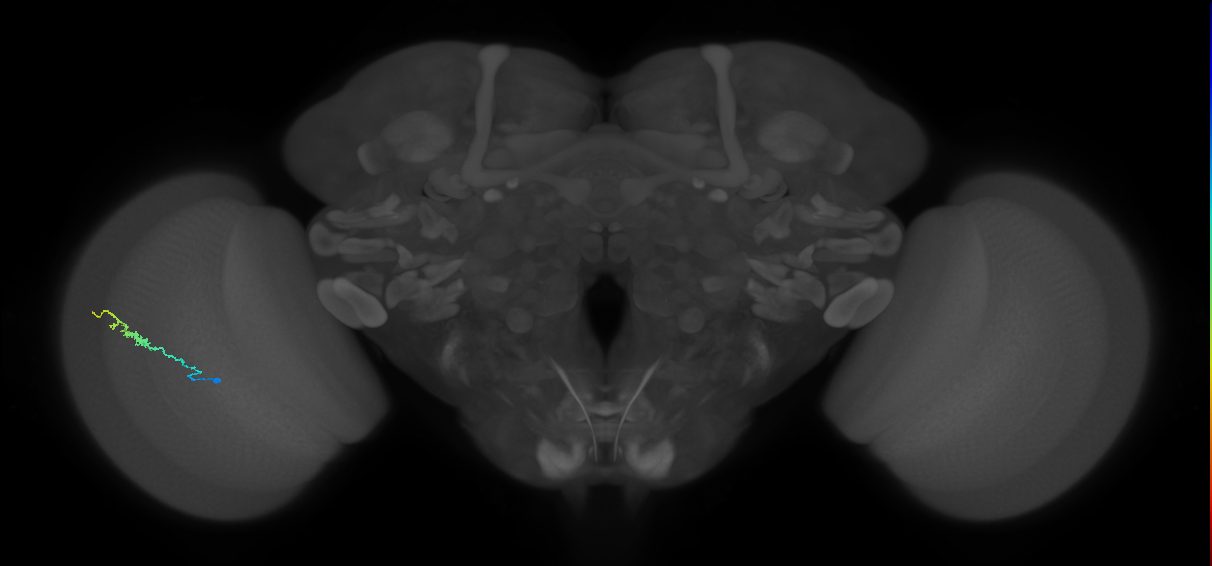 Dm3b_L (MaleCNS:169370)