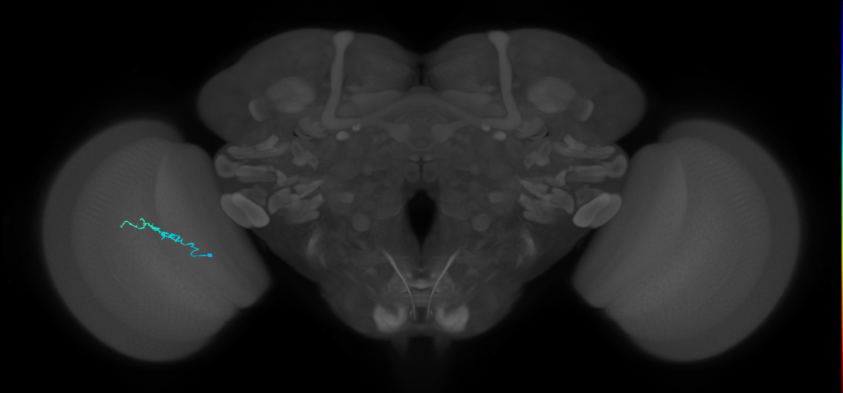 Dm3b_L (MaleCNS:194025)