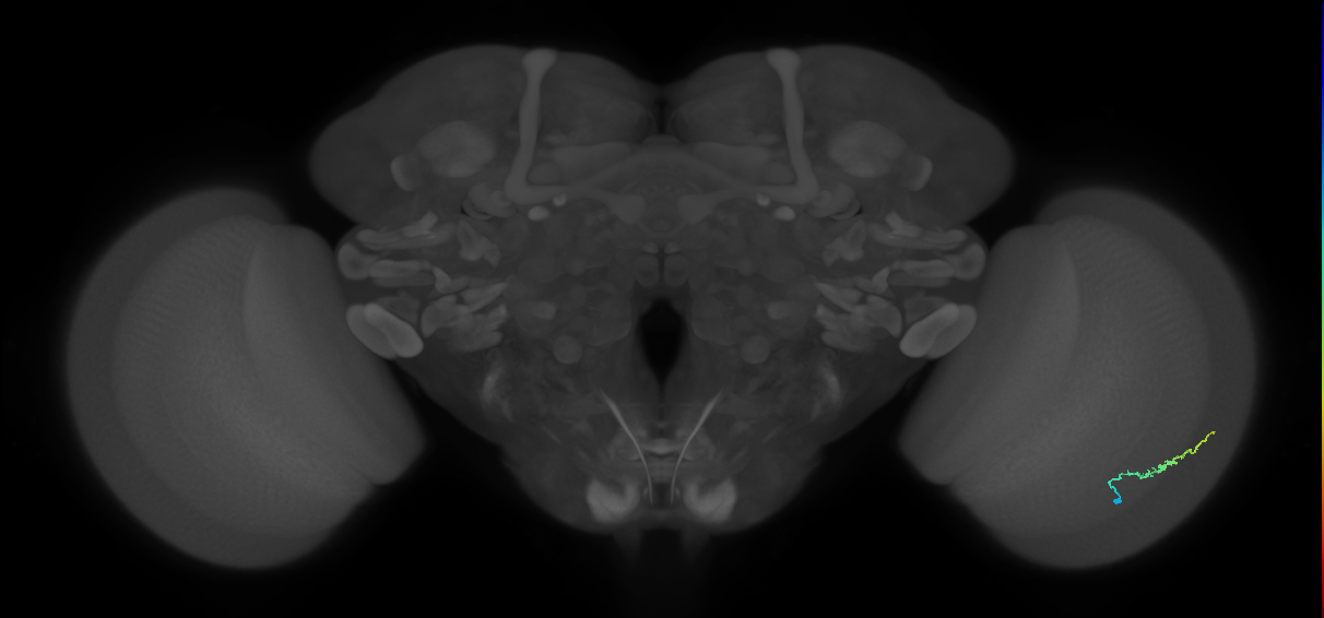 Dm3b_R (MaleCNS:130862)