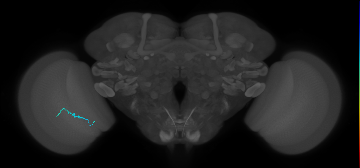 Dm3b_L (MaleCNS:530543)