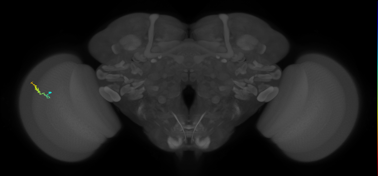 Dm3b_L (MaleCNS:526315)