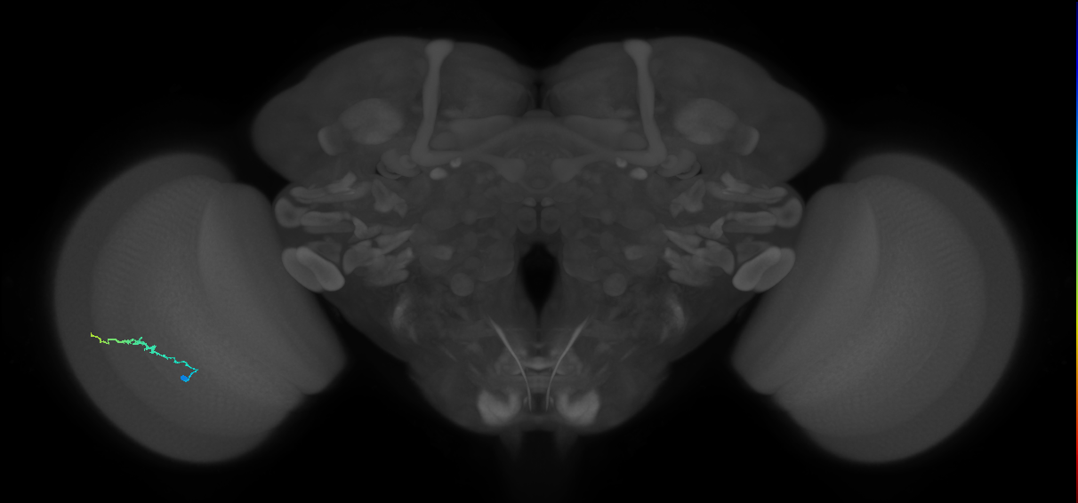 Dm3b_L (MaleCNS:170159)
