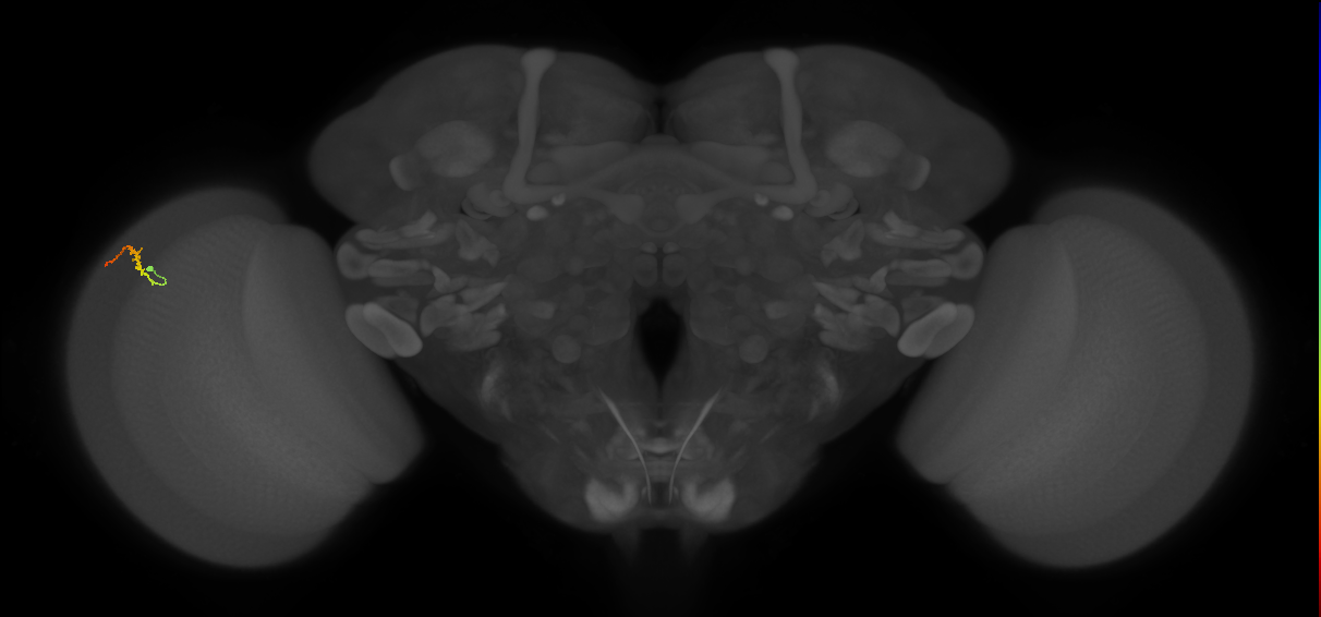 Dm3b_L (MaleCNS:217423)
