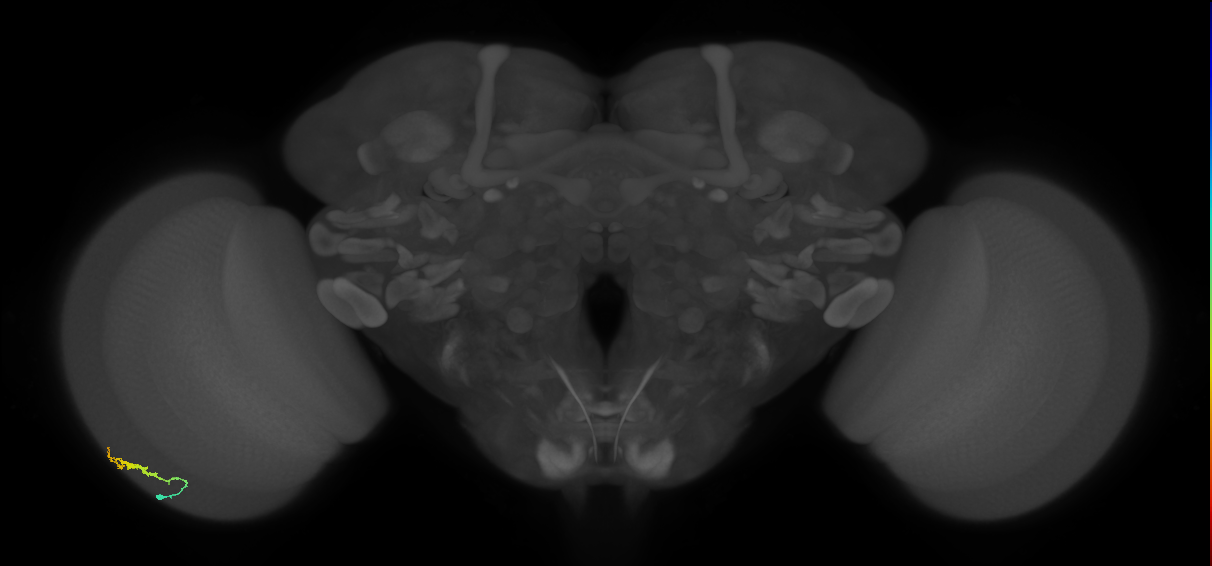 Dm3b_L (MaleCNS:170587)