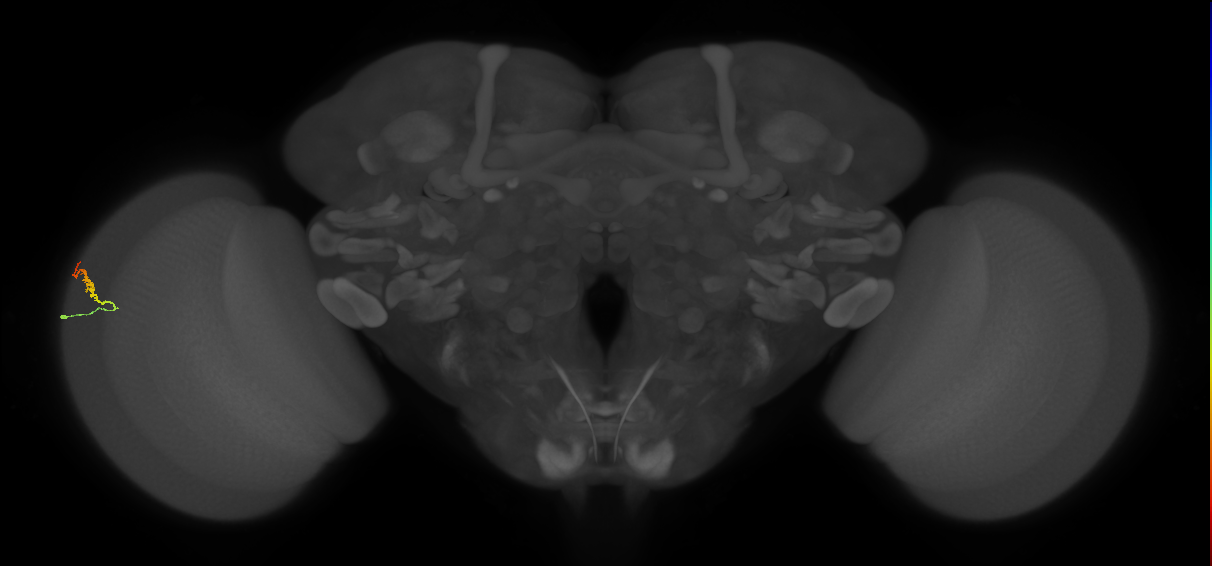 Dm3b_L (MaleCNS:543602)