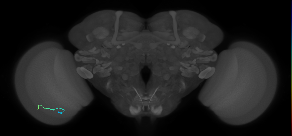 Dm3b_L (MaleCNS:529016)